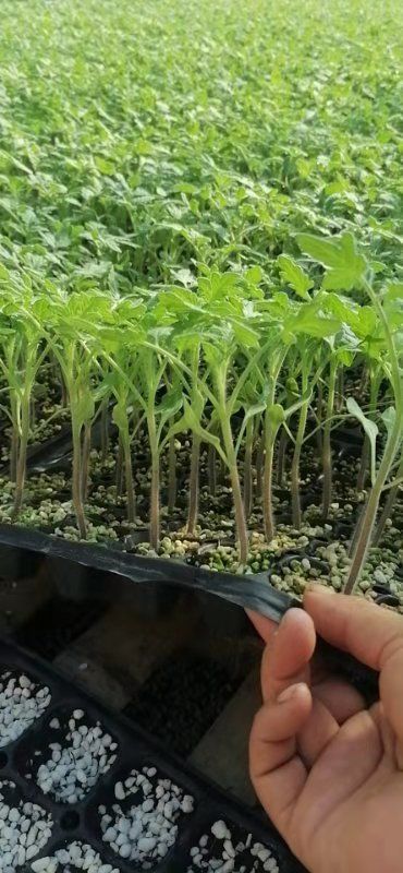 毛粉番茄苗 草莓口感西红柿苗