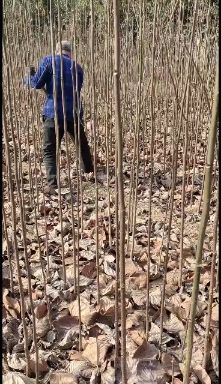 紫玉兰  玉兰，红，黄，白，紫，规格 全品质优良 ，迎欢迎 选购