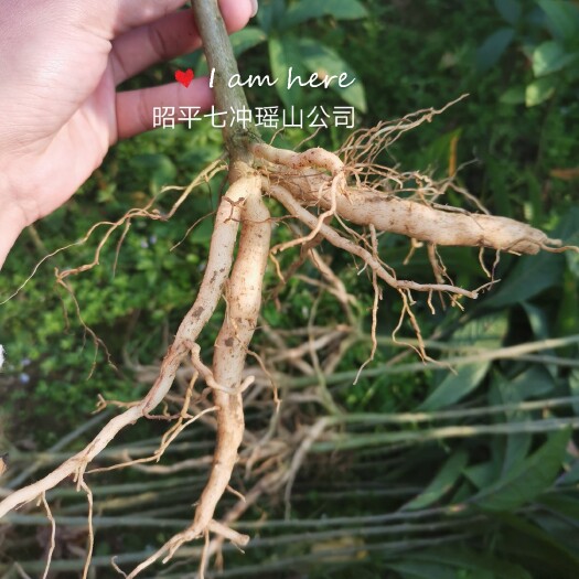 昭平县黄花倒水莲种苗 黄花倒水莲药用 倒吊黄 黄花参苗观音串苗