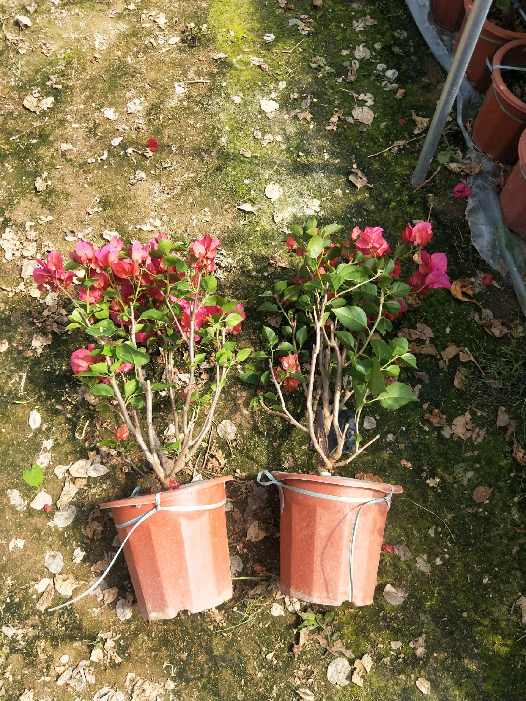 红花三角梅  大红中国红，长期供应各种品种规格三角梅袋苗、盆