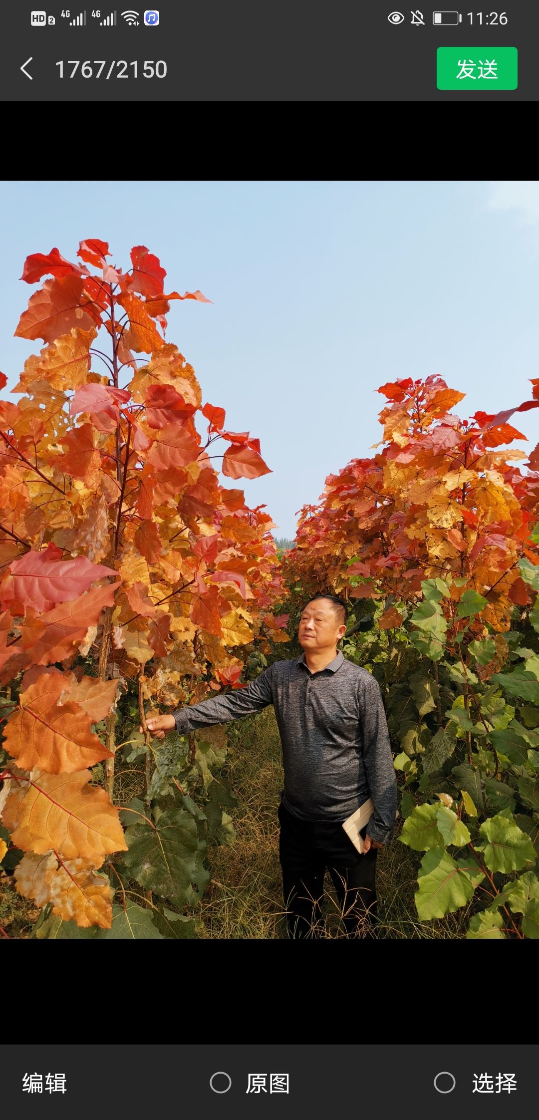 中红杨  冠红杨炫红杨彩红杨供应