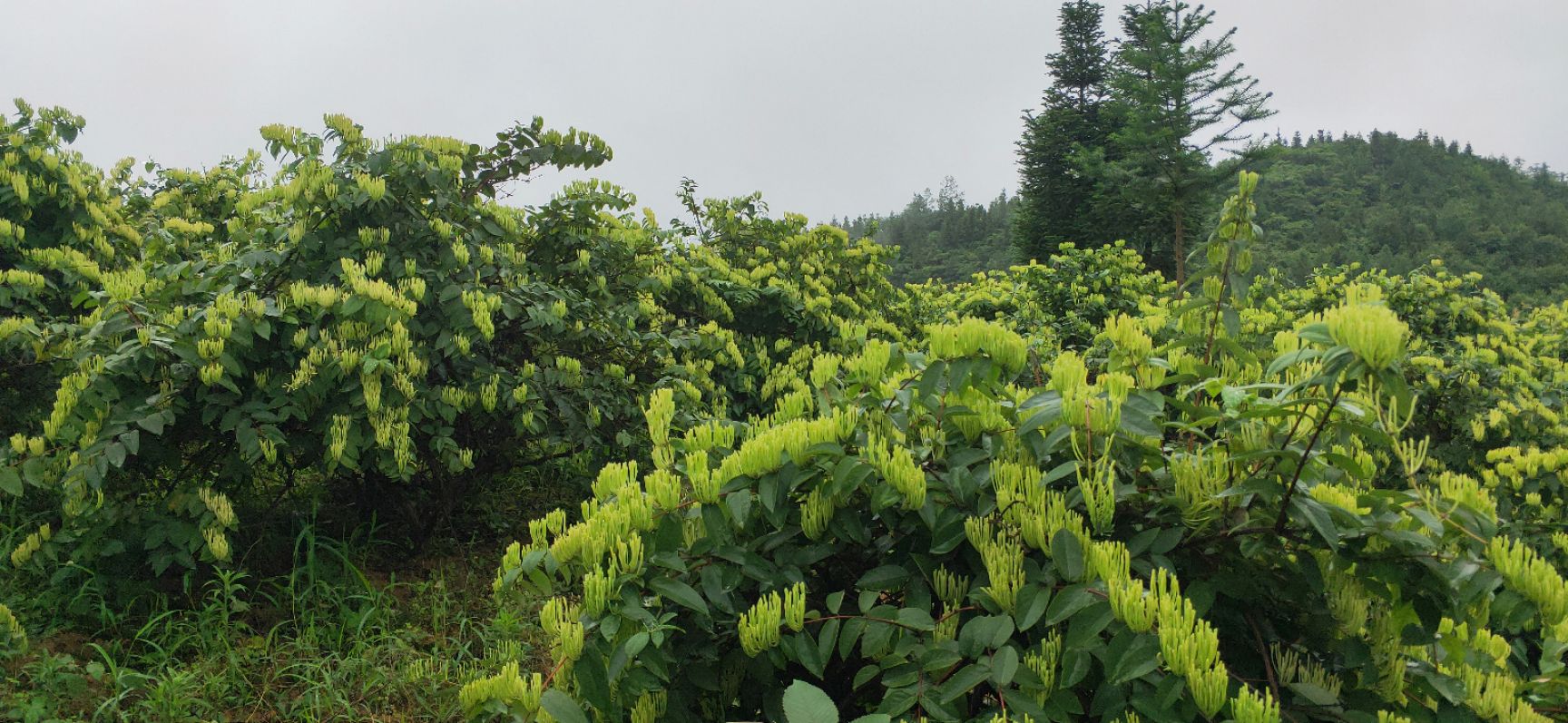 山银花苗  湘蕾5号金银花苗木
