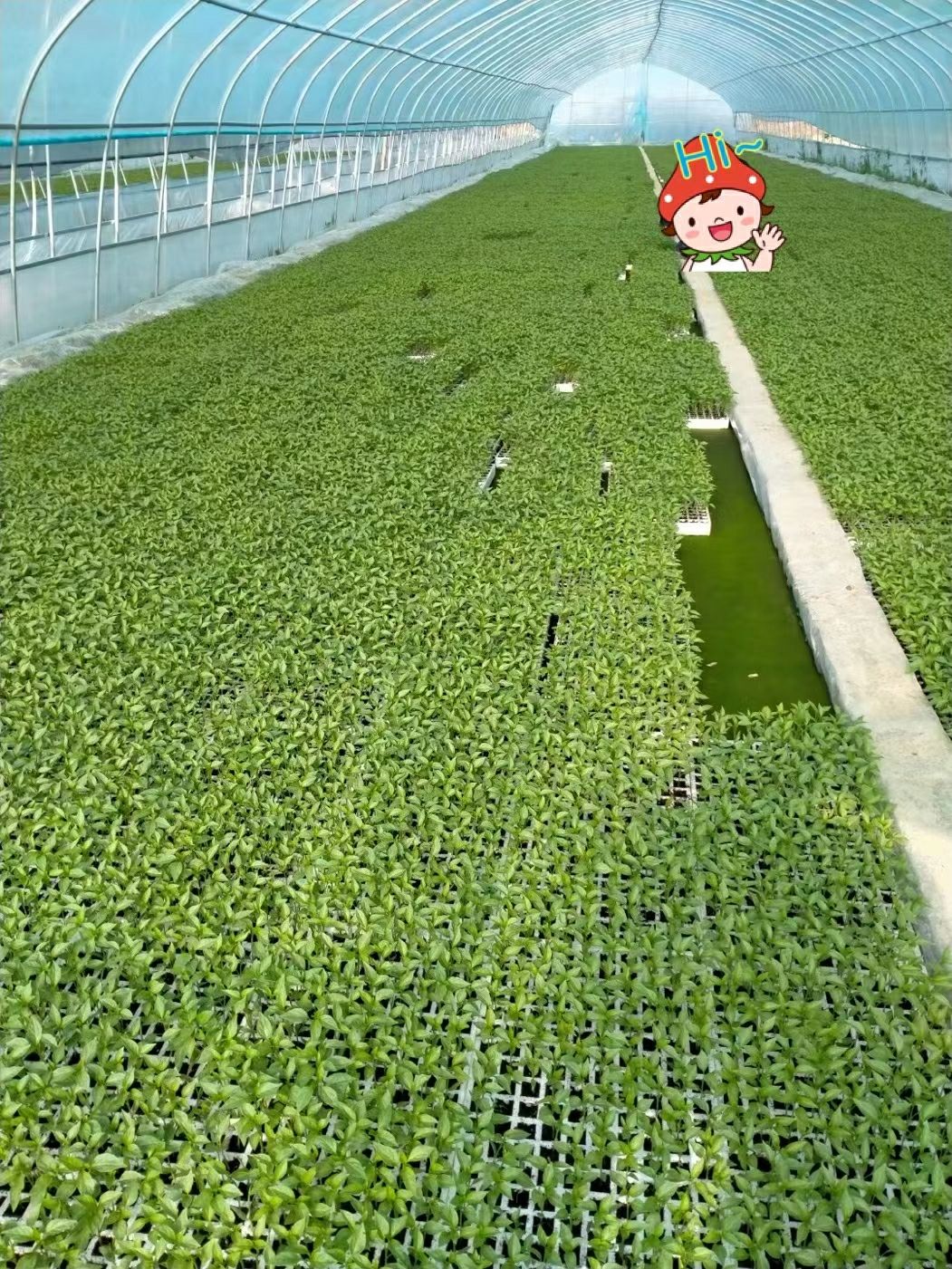 牛角椒苗  大量供应湘研兴疏系列牛角椒长线椒螺丝椒茄苗苦瓜丝瓜西红柿苗