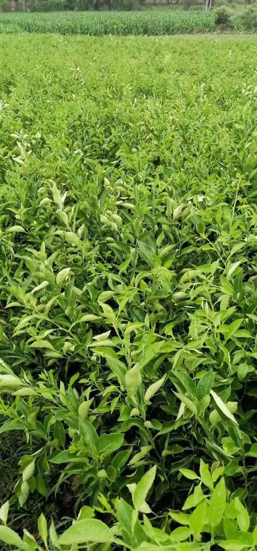 明日见柑橘苗  苗圃直销，阿斯密，柑橘苗，品种保证，假一赔十