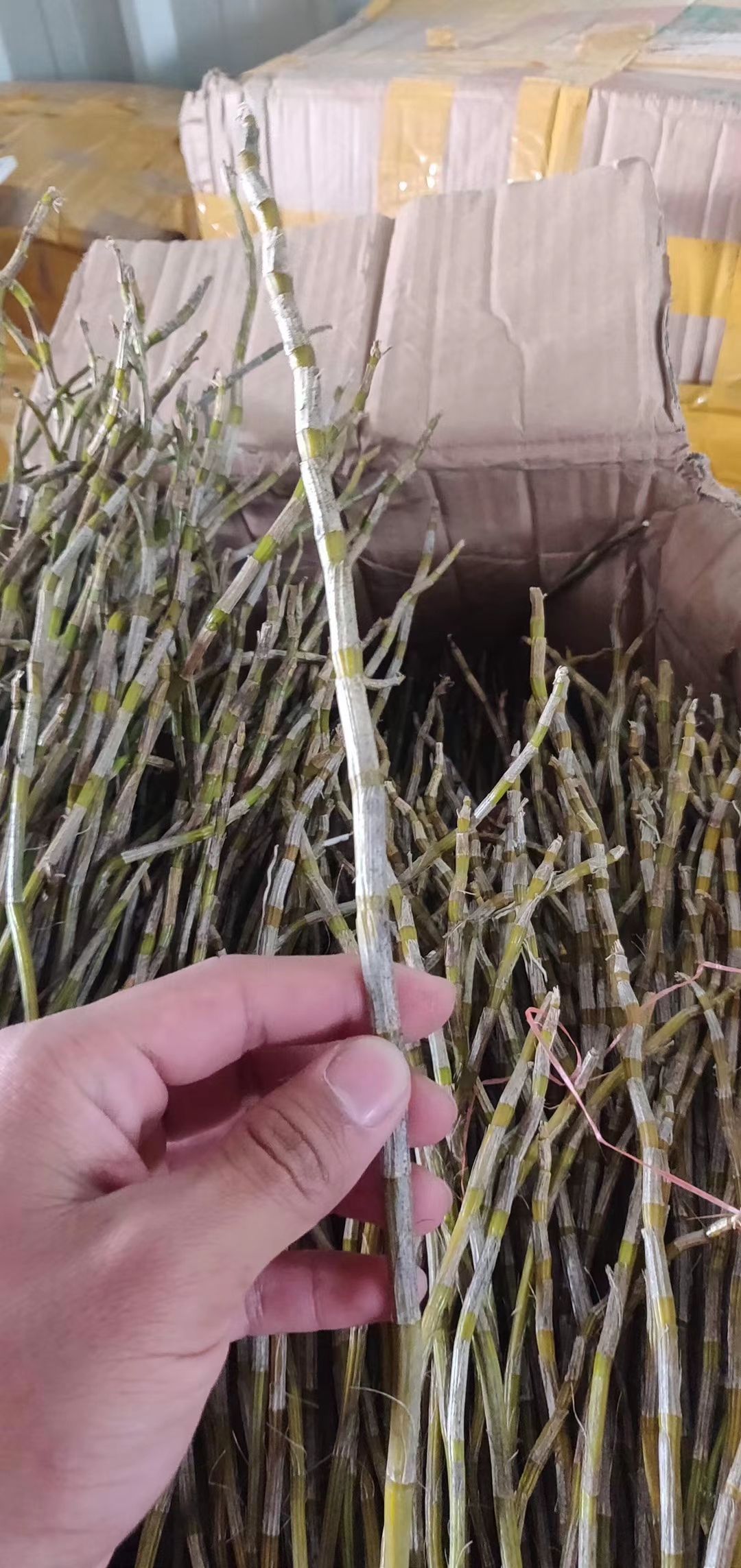 铁皮石斛  石斛鲜条，现货提供，今年火爆的好产品，一个市场可以连续卖