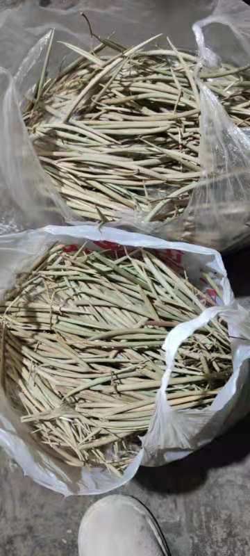 柳树种子  杠柳种子产地自产自销，质量有保障。