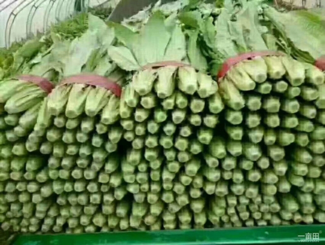 油麦菜  精品油麦大量上市中质量优。