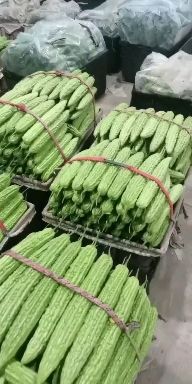新农村苦瓜 苦瓜