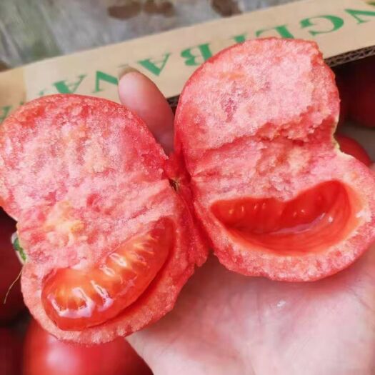 三原县陕西西红柿大量上市