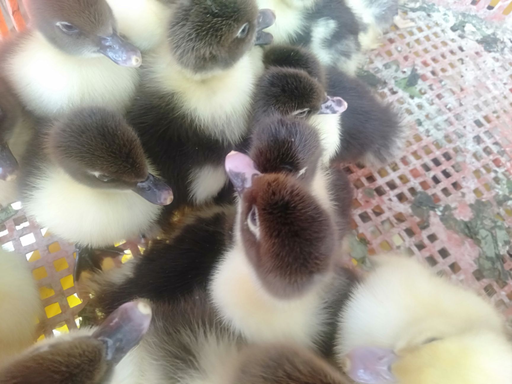 麻鸭苗  造形造势不如造就自己 老板 你需要的我这里都有 等你来确认