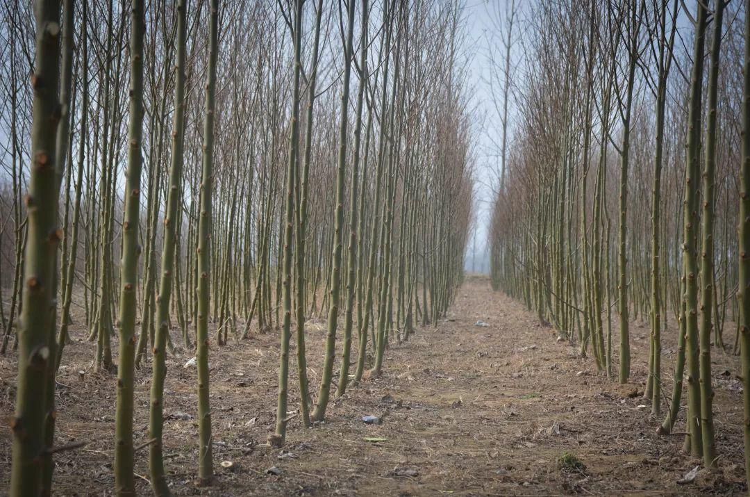 美国竹柳3号，（金蝉养殖专用树种）柳段产地直销，规格齐全！