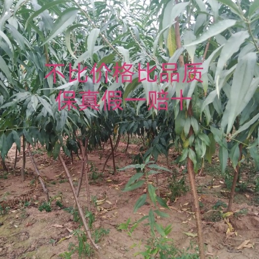 砀山县黄金蜜桃树苗 1.5公分以上 