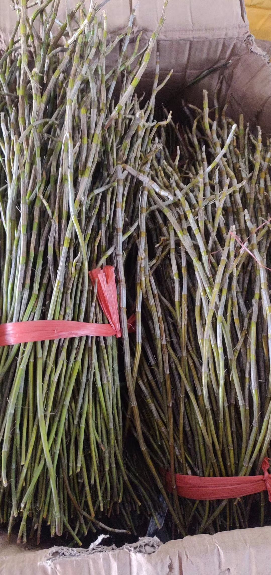 铁皮石斛  石斛鲜条，现货提供，今年火爆的好产品，一个市场可以连续卖