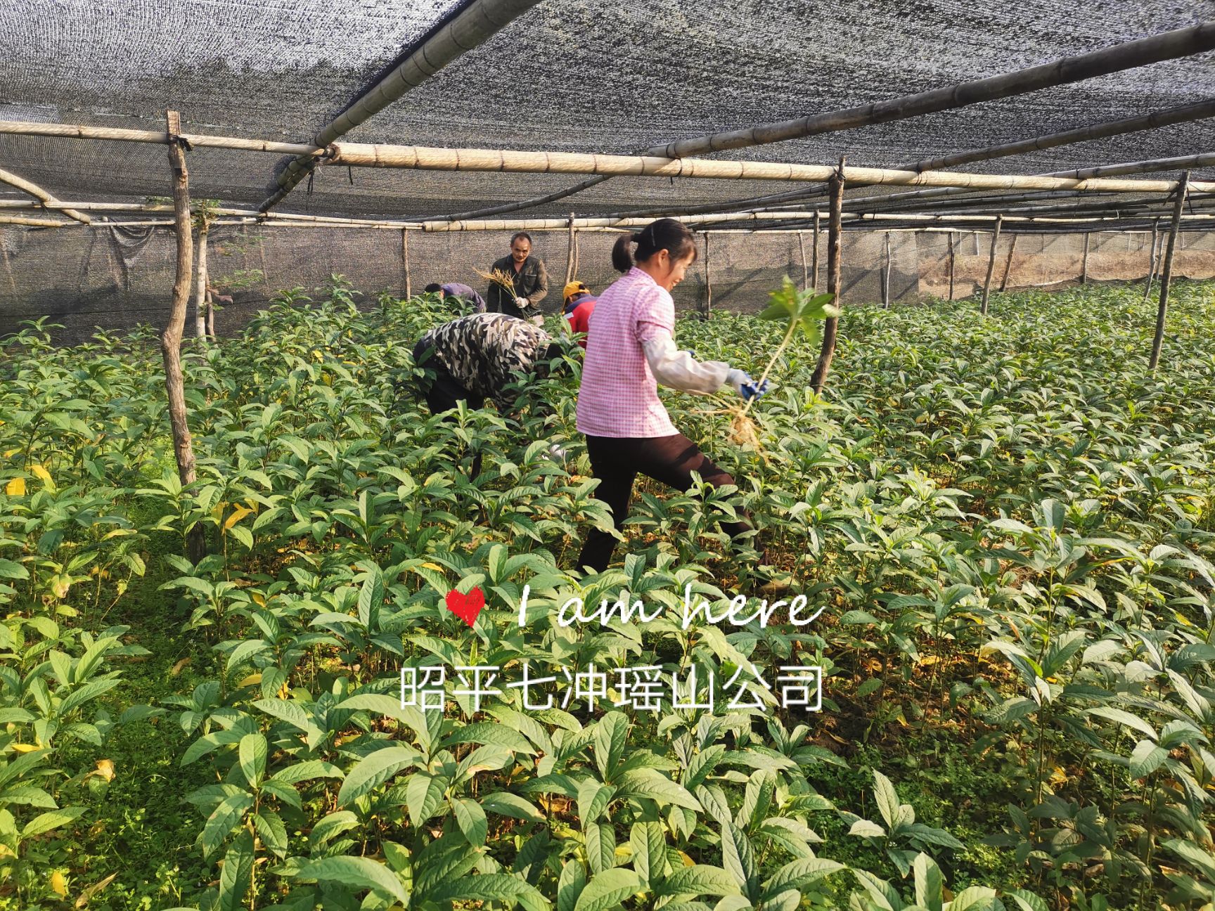 黄花倒水莲种苗 供应黄花倒水莲苗，观音串苗，倒吊黄，农户直销