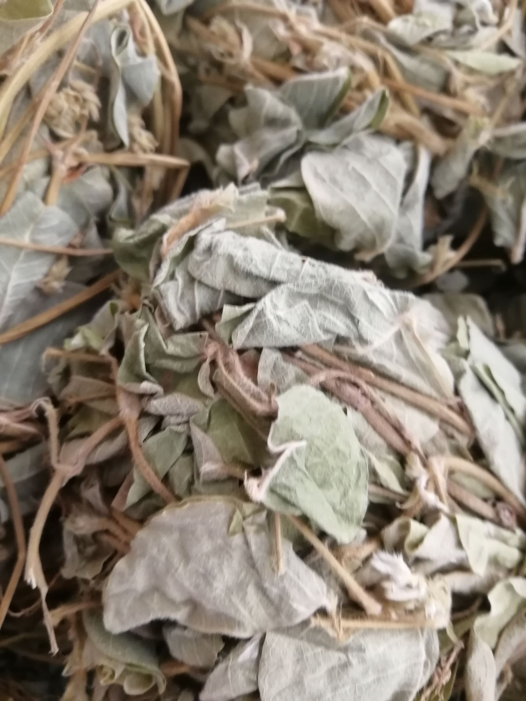 【精选】新鲜切段金钱草，和扎把金钱草，颜色青绿/大量起批