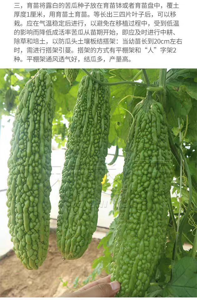 湖南基地直供各类优质苦瓜苗，常年接受预定和代育，量大从优。