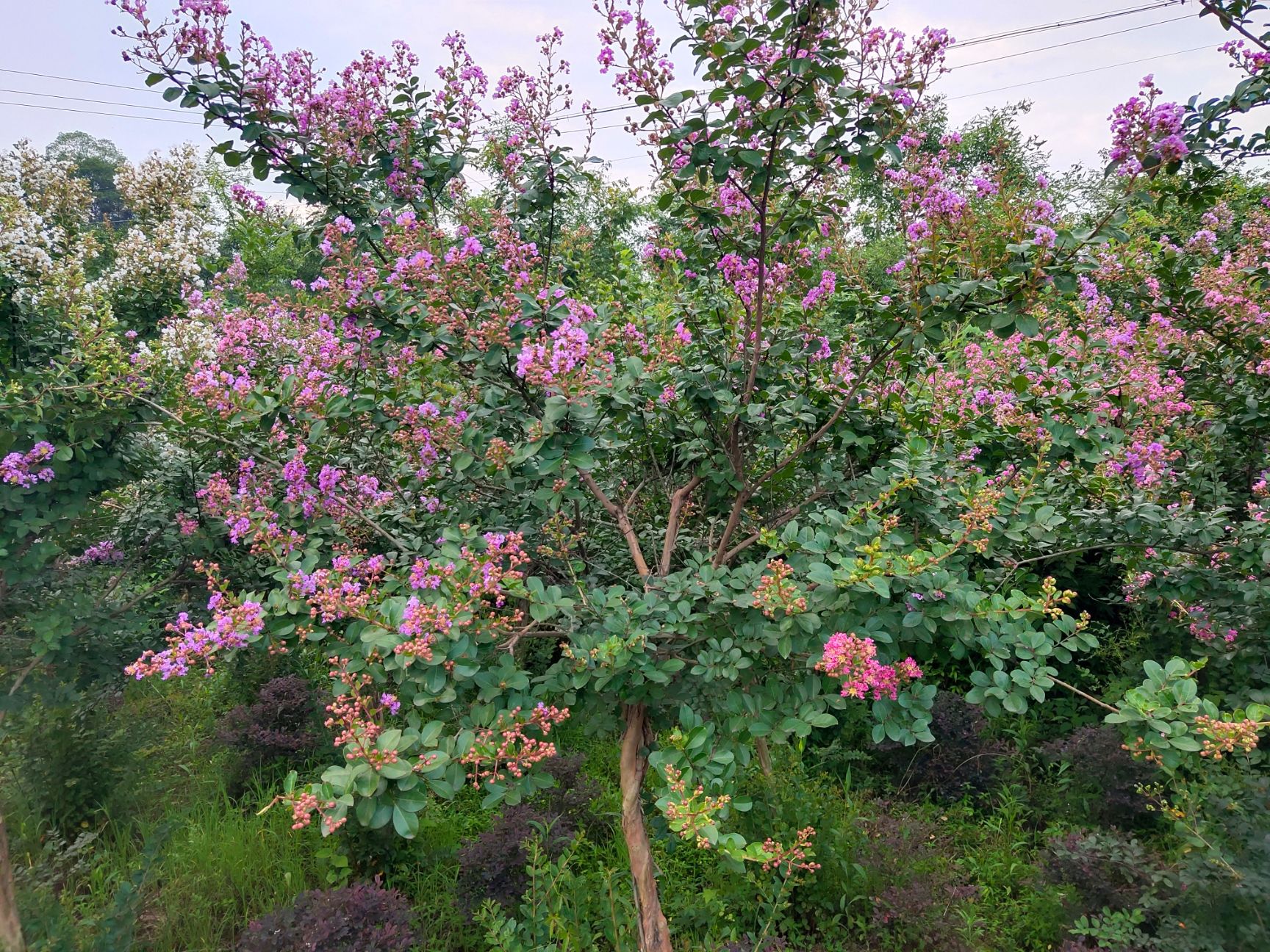 紫薇大红为主，有一棵树三种颜色的花。