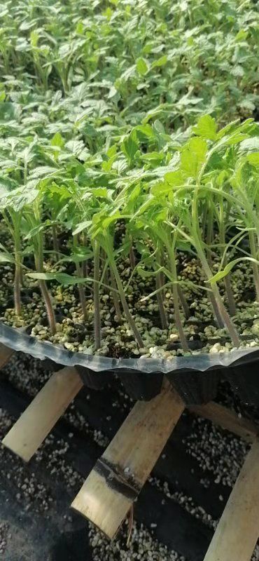 毛粉番茄苗 草莓口感西红柿苗