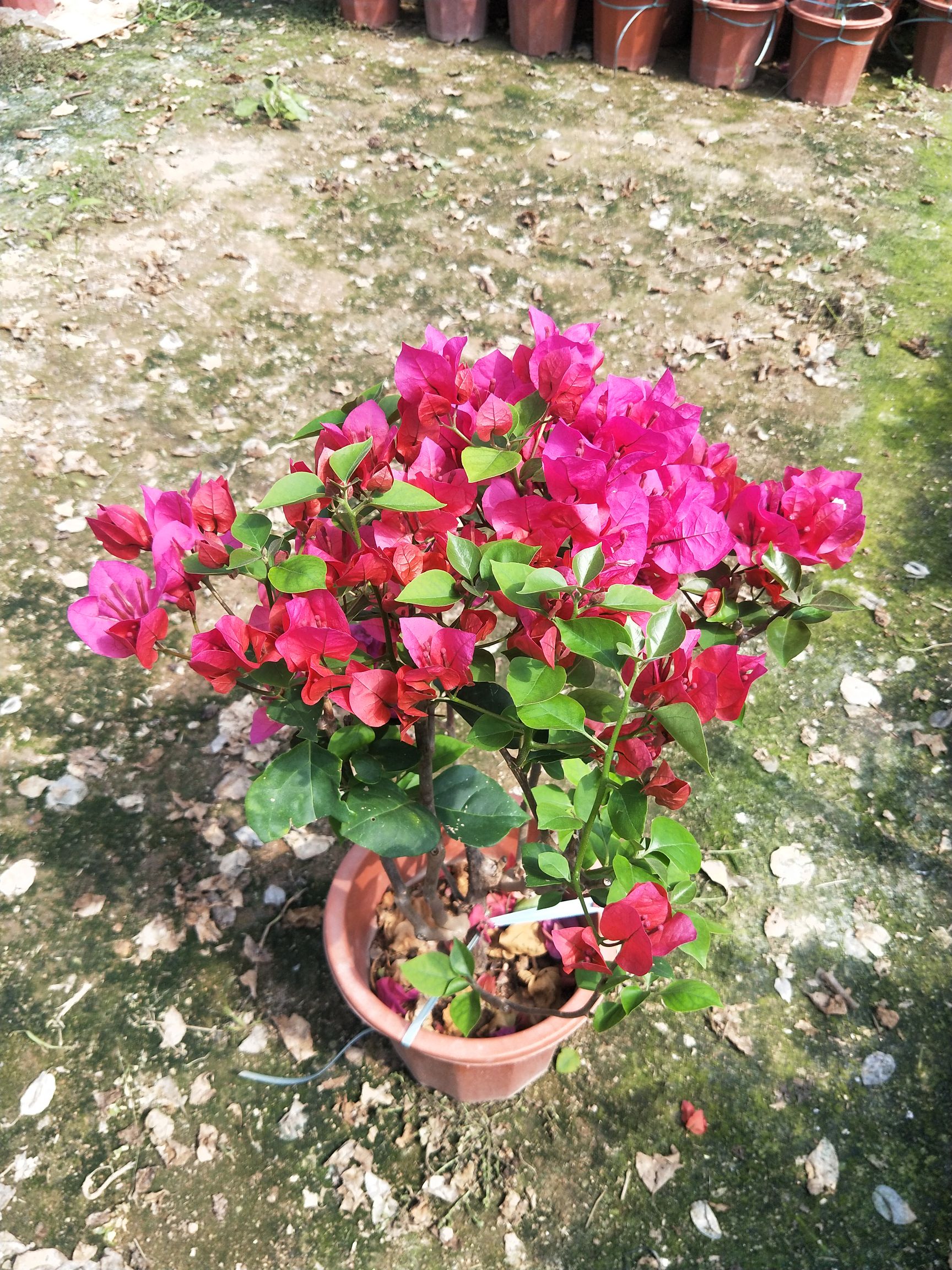 红花三角梅  大红中国红，长期供应各种品种规格三角梅袋苗、盆