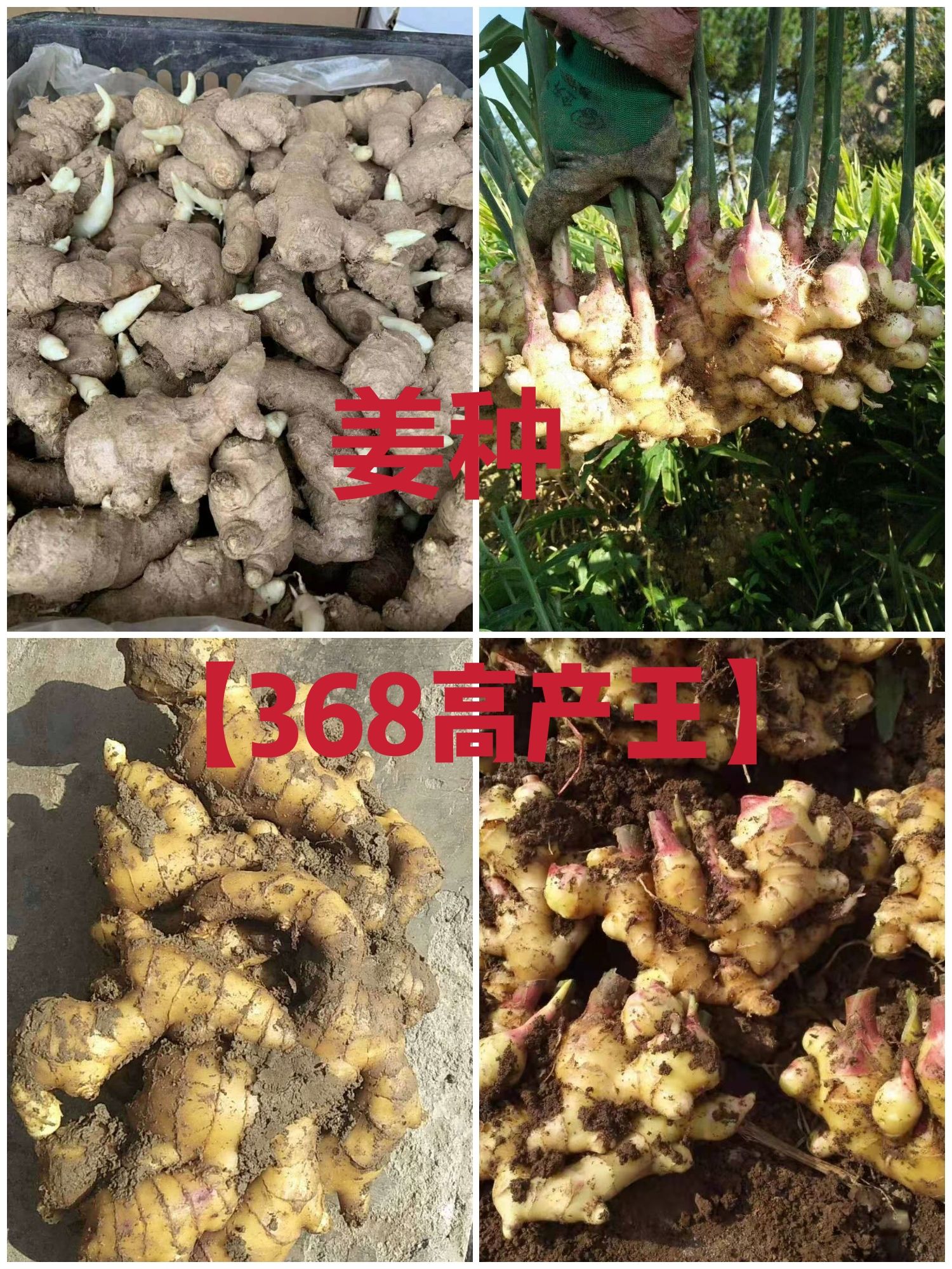 青州市优质姜种368高产王，质量保证，烂坏包陪，价格便宜，全国发货