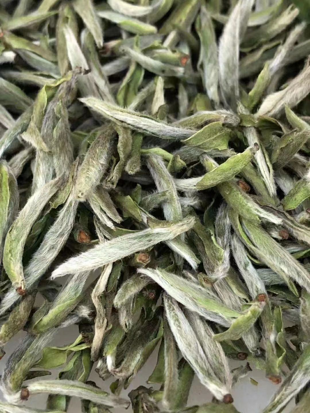 2021年 头采 大毫米粒芽 白毫银针 新茶上市