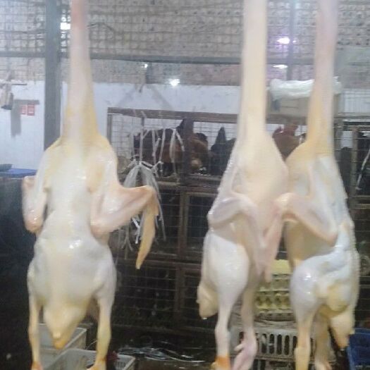 重庆市鸭肉类 放养士鸭，肉货鲜美，深后顾客喜欢，炖汤的好材枓，营养丰富