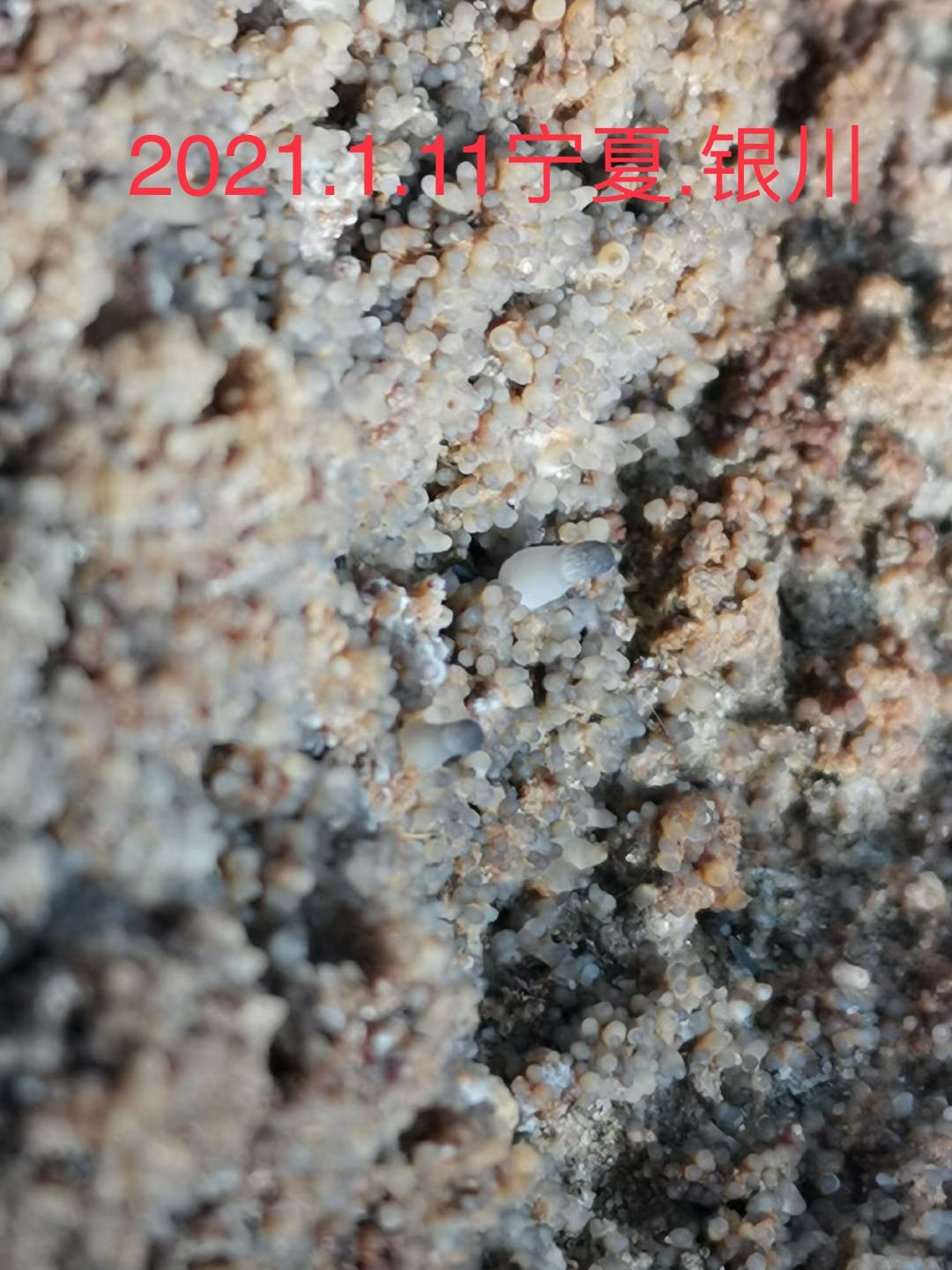 羊肚菌菌z   羊肚菌栽培袋  羊肚菌栽培袋  产量高