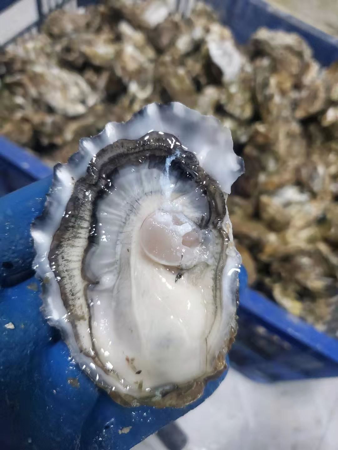 三倍体生蚝  乳山牡蛎，生蚝批发，乳山精品生蚝批发特约商家