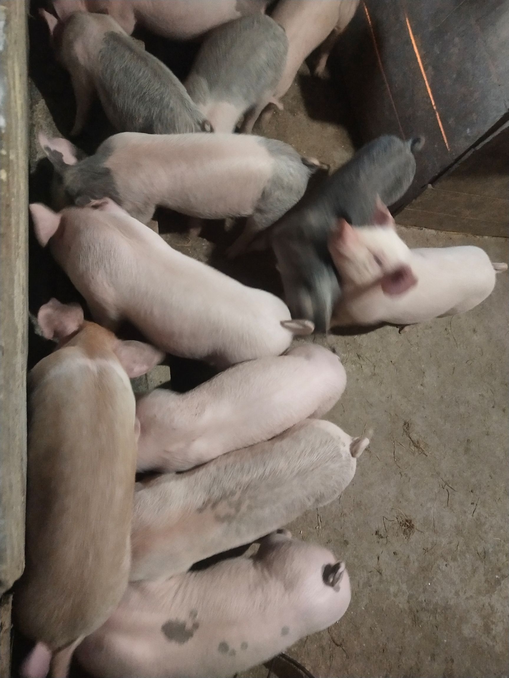 杂交猪苗  精品杂交小猪苗