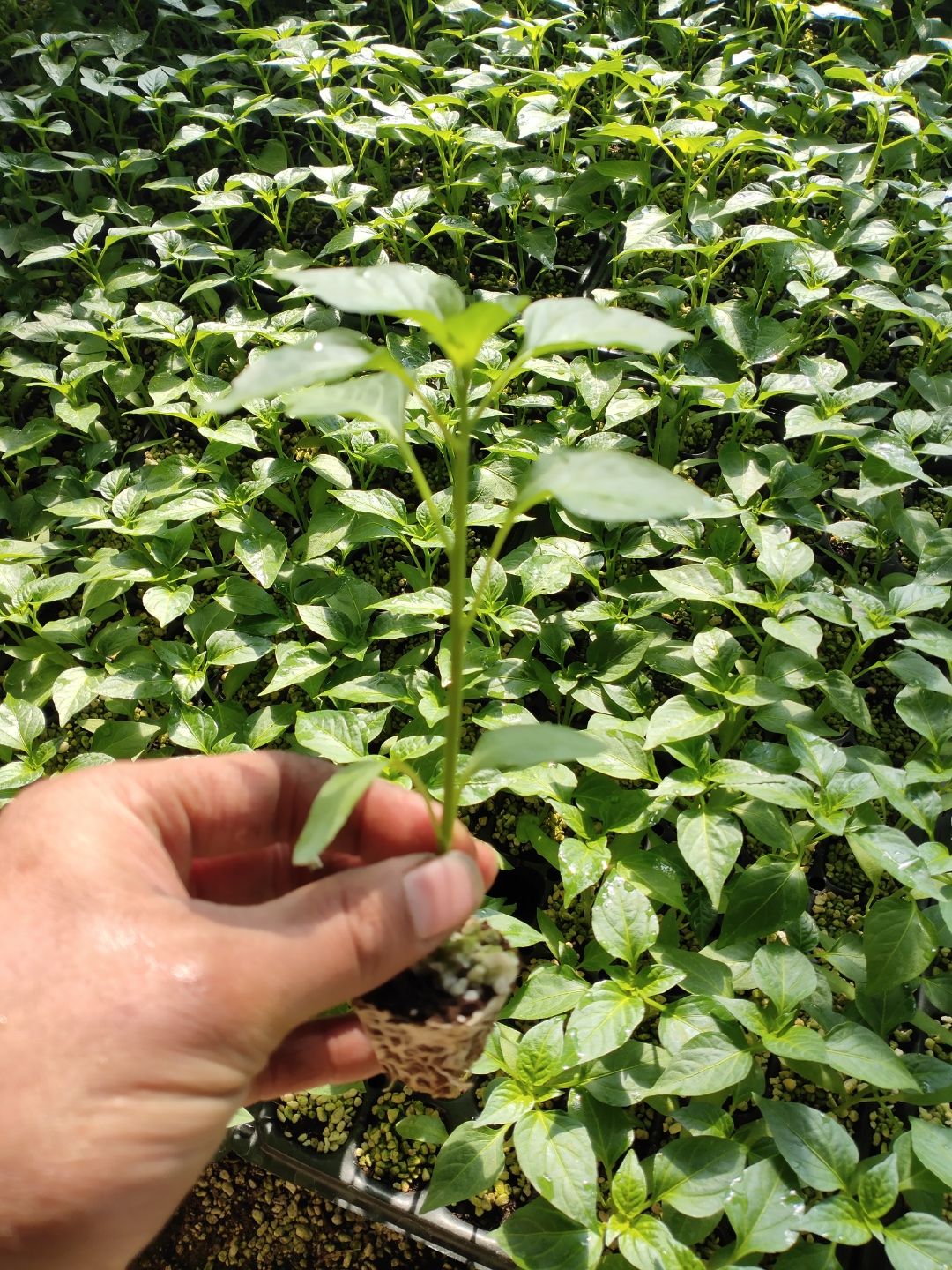 优质高产抗病线椒苗