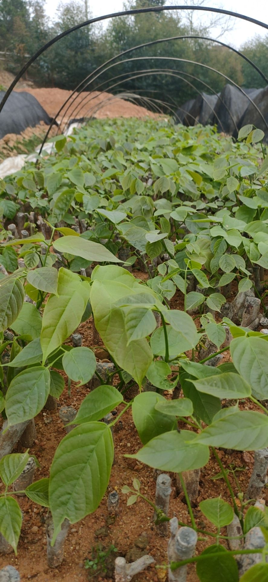 鸡屎藤苗  大量广西正宗鸡血藤苗 包技术包回收鸡血