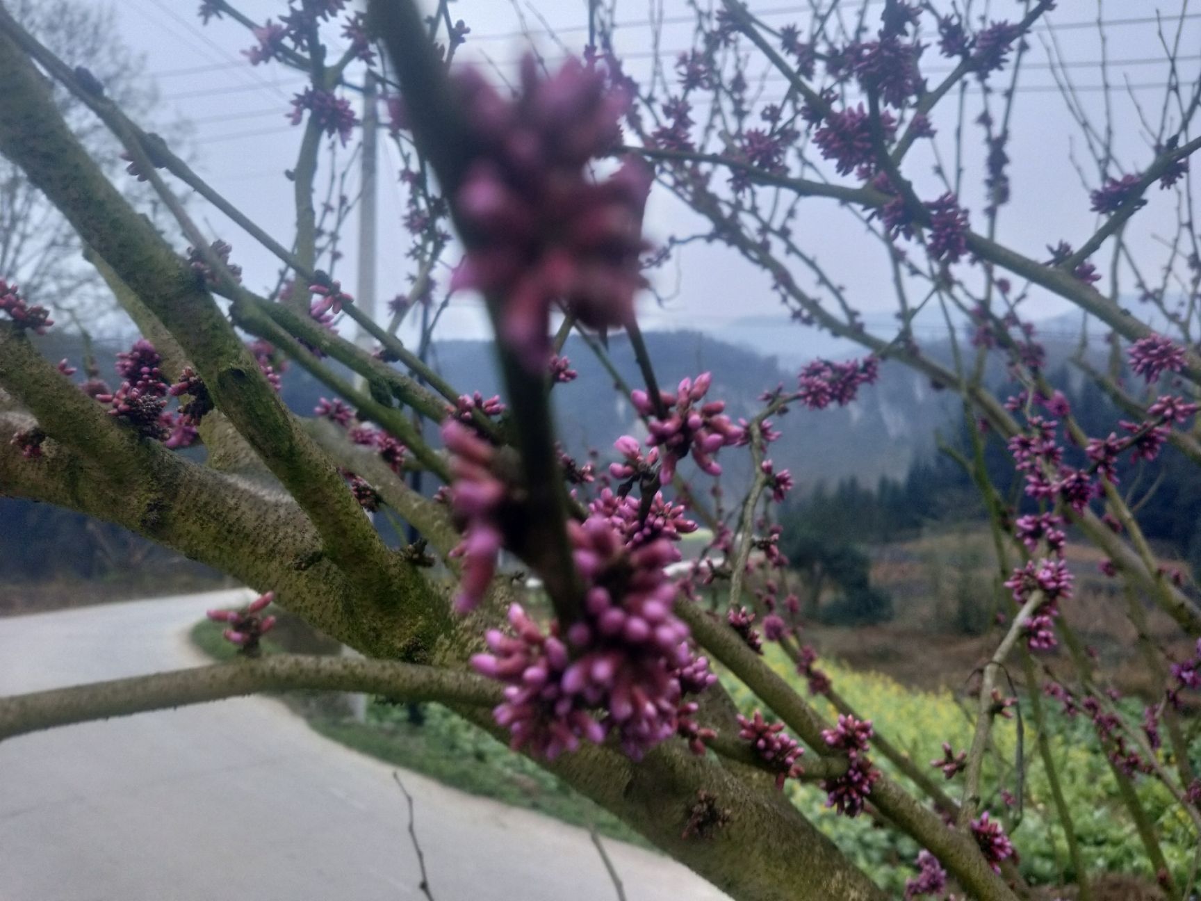 丛生紫荆 紫荆花。有十万株有需要的请联系订购价格从优