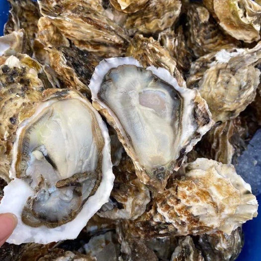 净化蚝  乳山牡蛎，生蚝批发