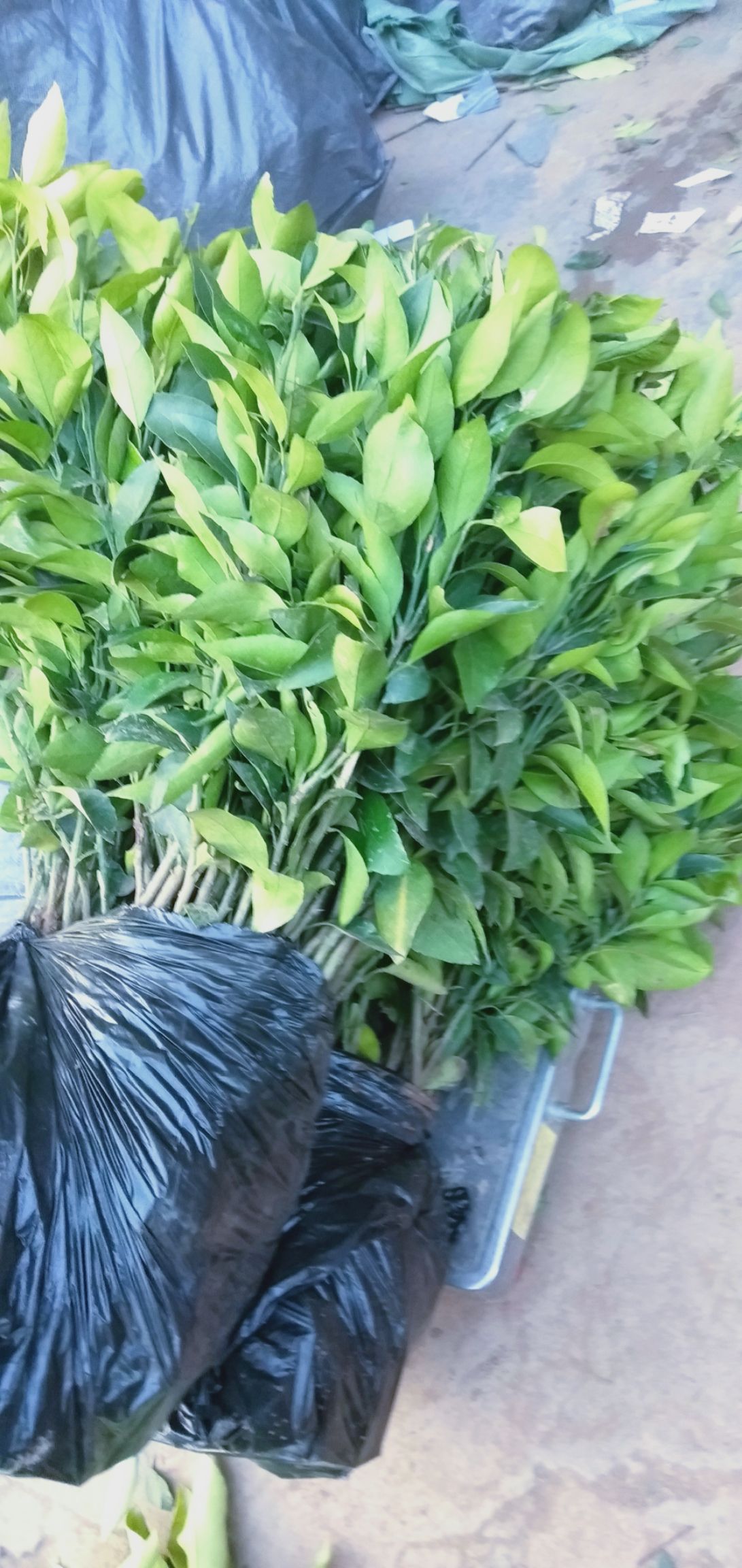 爱媛38号柑桔苗  正宗爱媛38号果冻橙柑桔苗