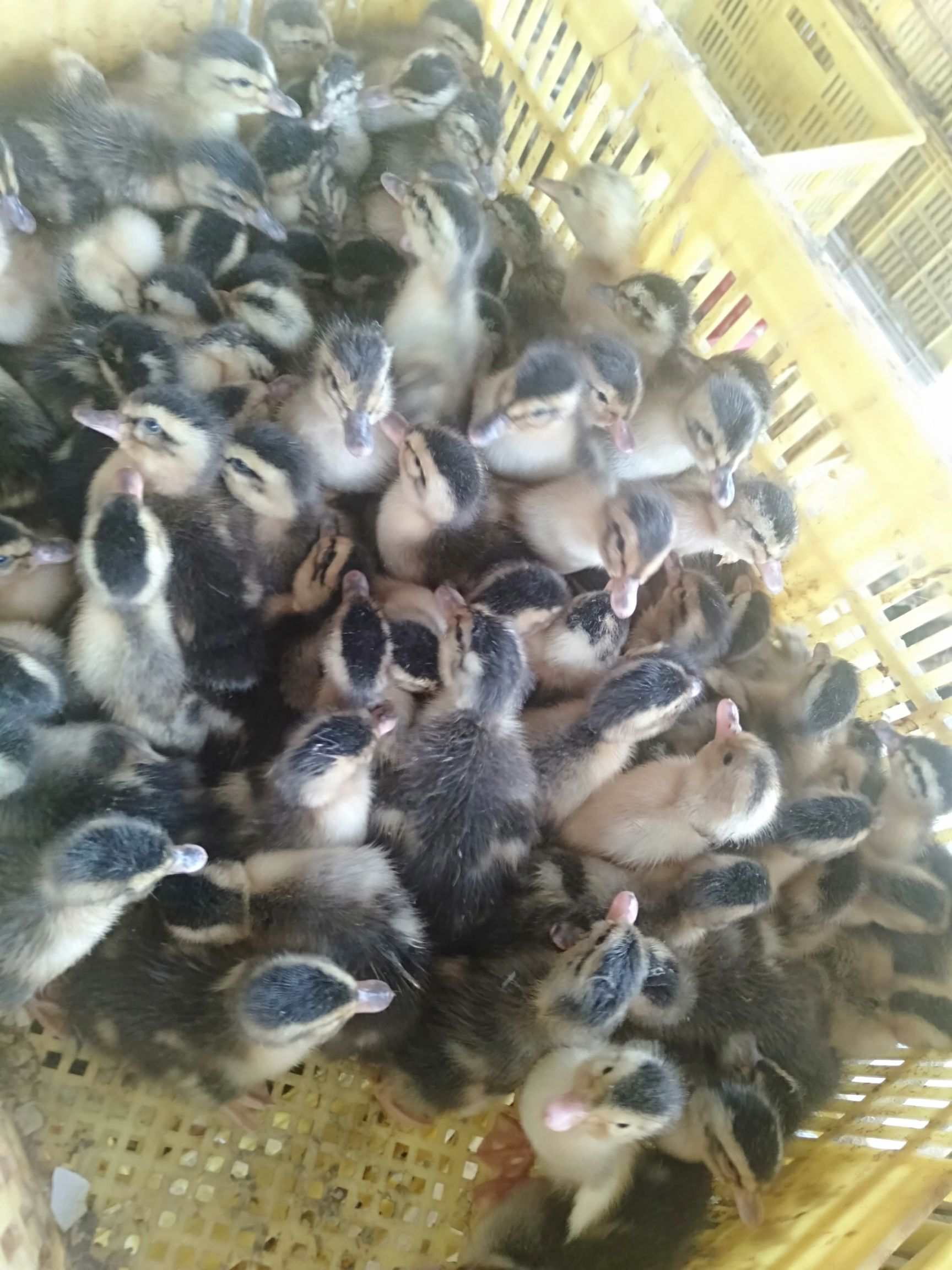 麻鸭苗  造形造势不如造就自己 老板 你需要的我这里都有 等你来确认