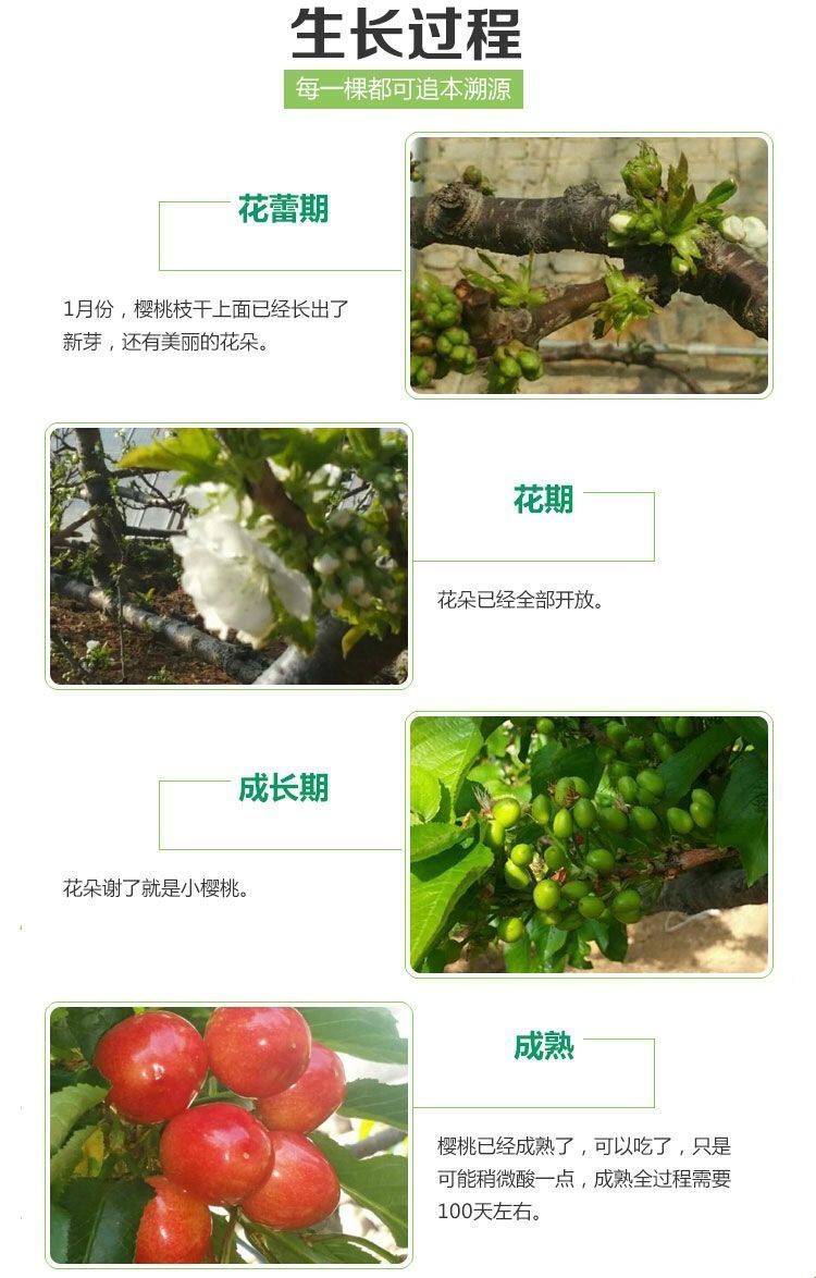 耐寒樱桃车厘子树苗樱桃树苗嫁接樱桃苗盆栽南方北方种植