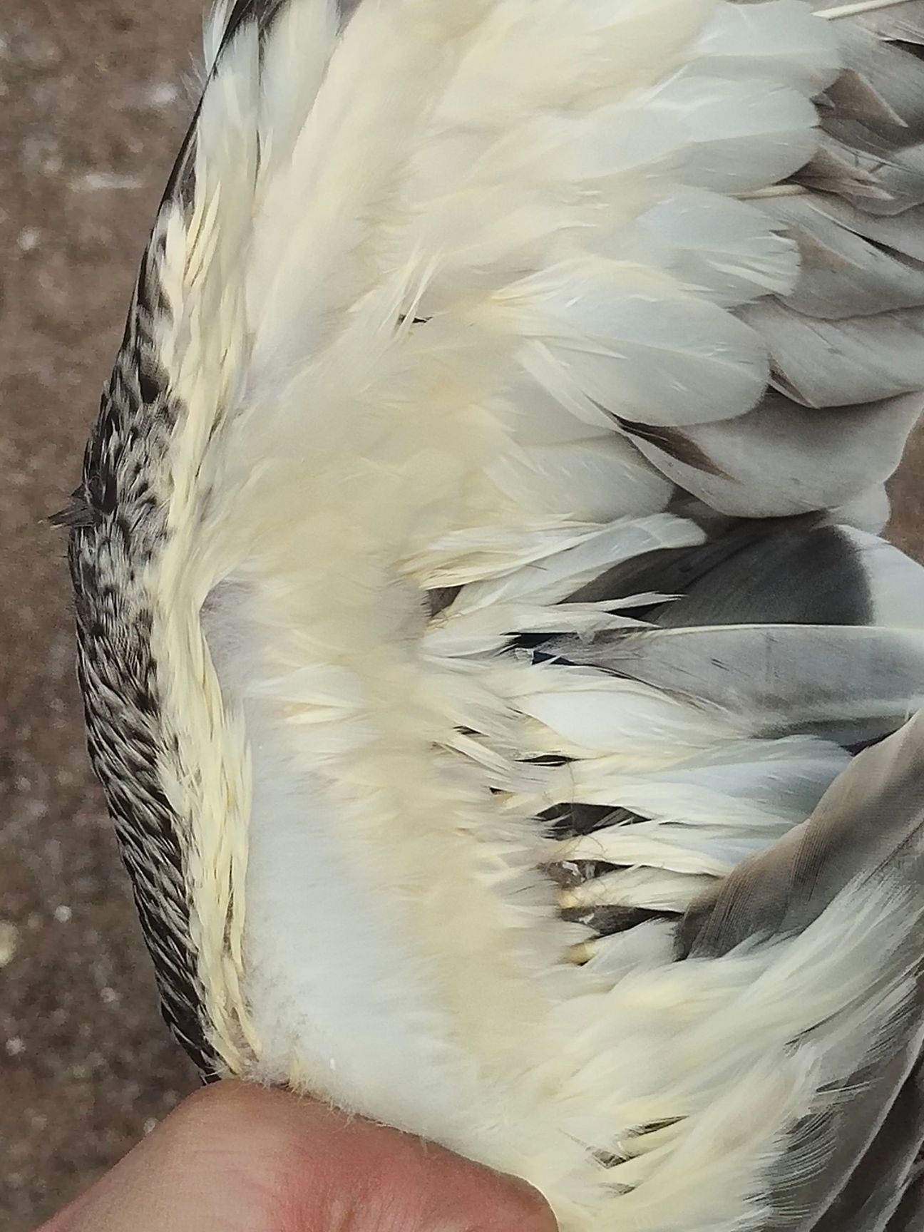 麻鸭 全程加黄，55天，8000羽