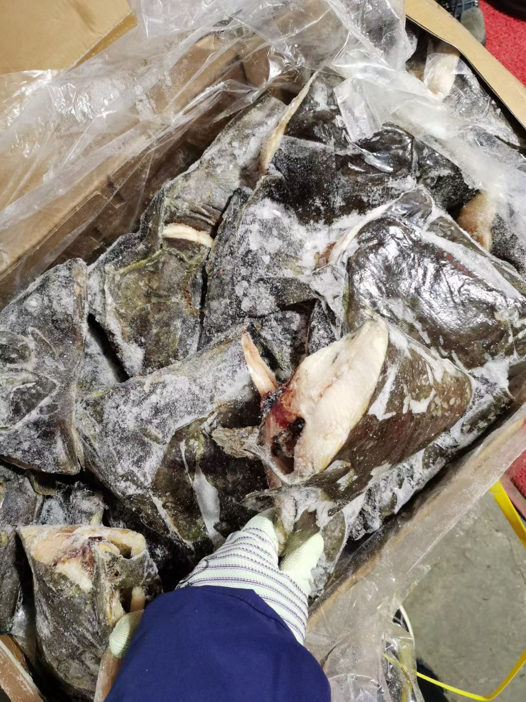 比目鱼  碟鱼头