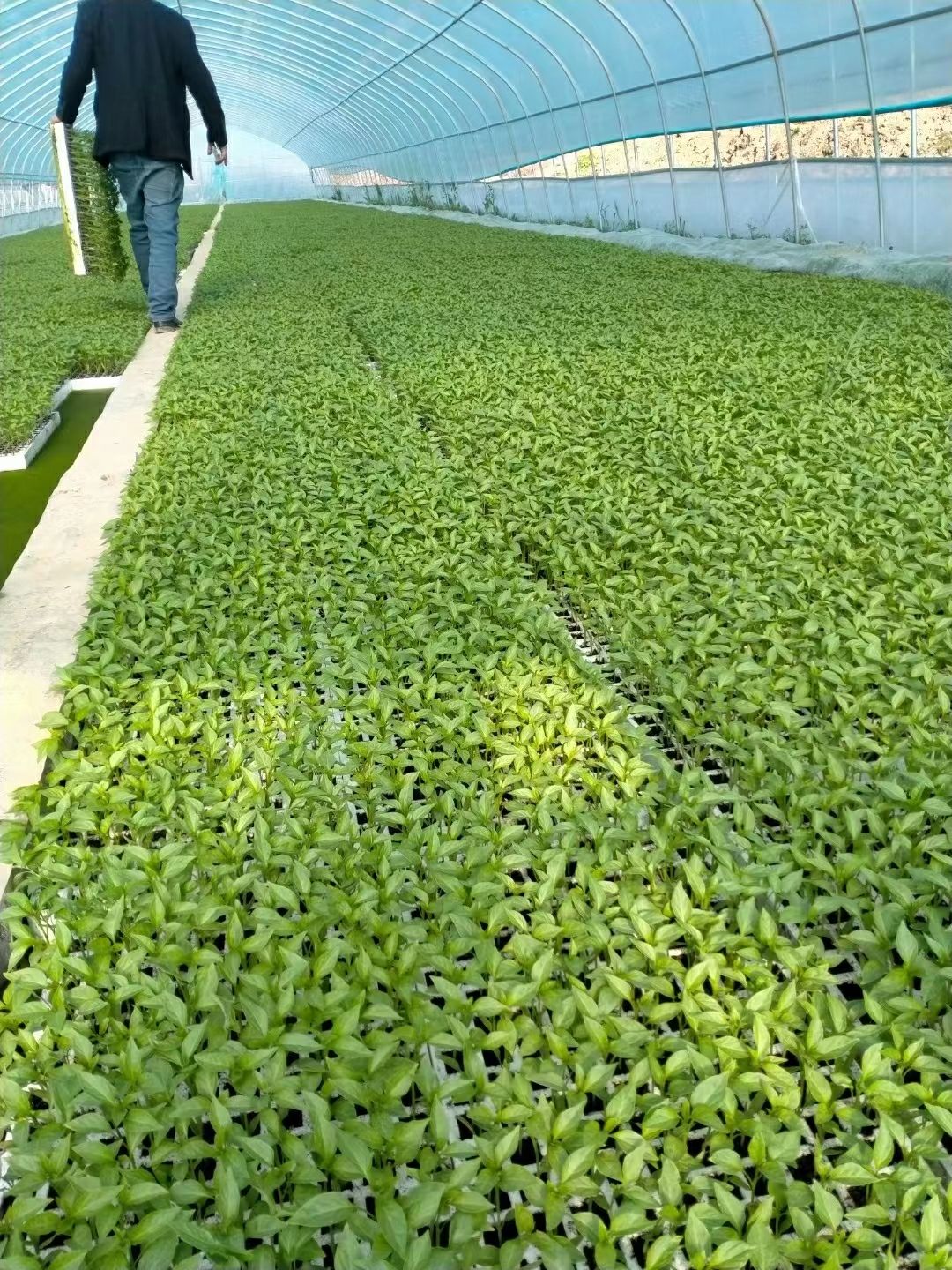 牛角椒苗  大量供应湘研兴疏系列牛角椒长线椒螺丝椒茄苗苦瓜丝瓜西红柿苗