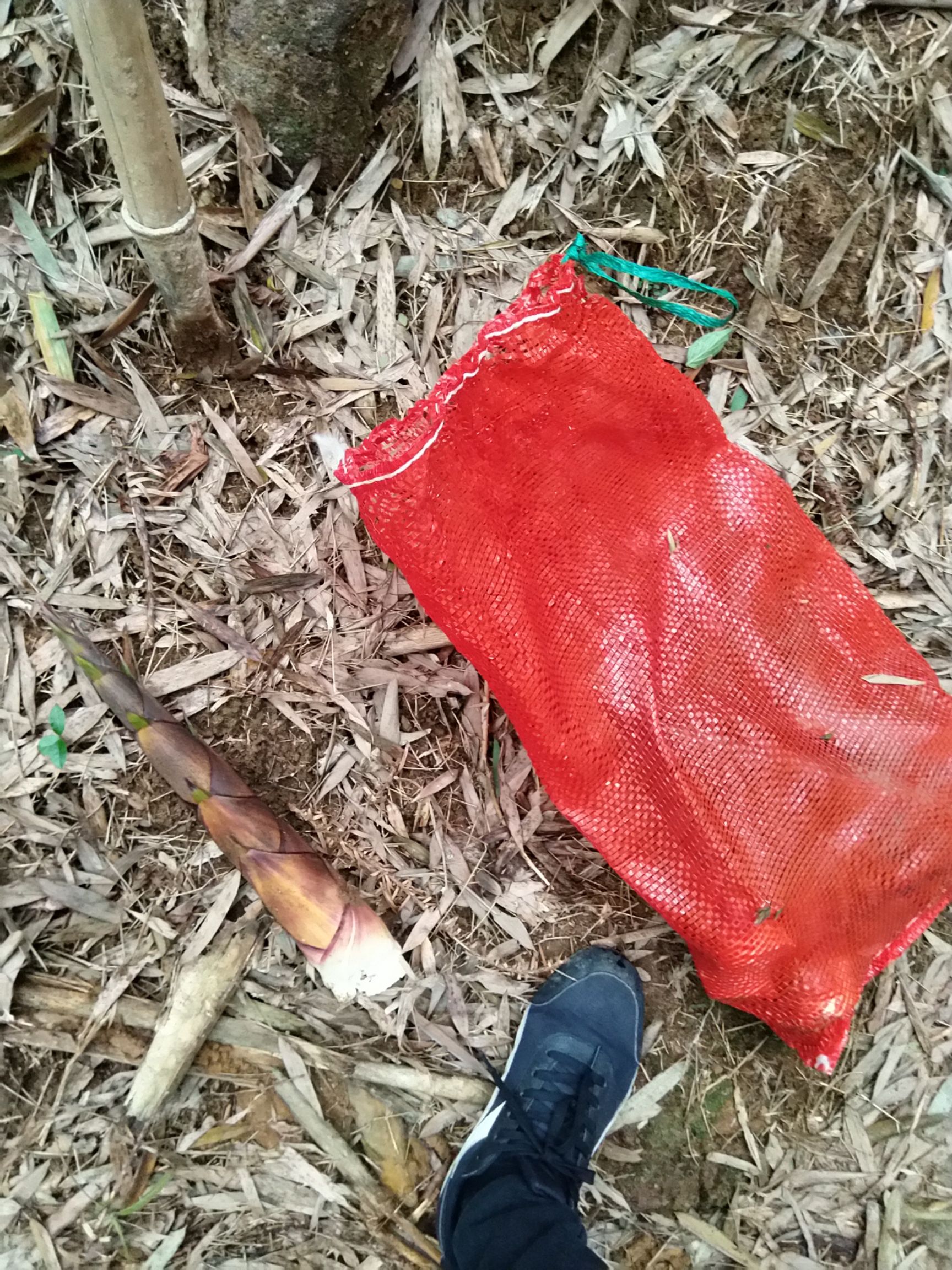 2023年3春笋助农新鲜现挖应季春笋甜笋苦笋