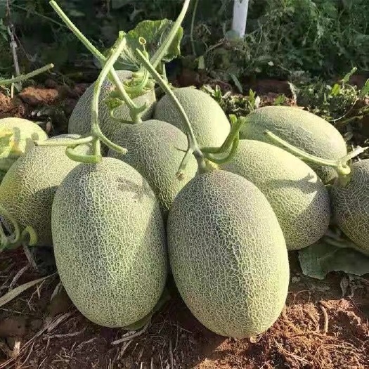 哈密瓜 网纹瓜 西州蜜 晓蜜25 小蜜大量上市,对接各大商超
