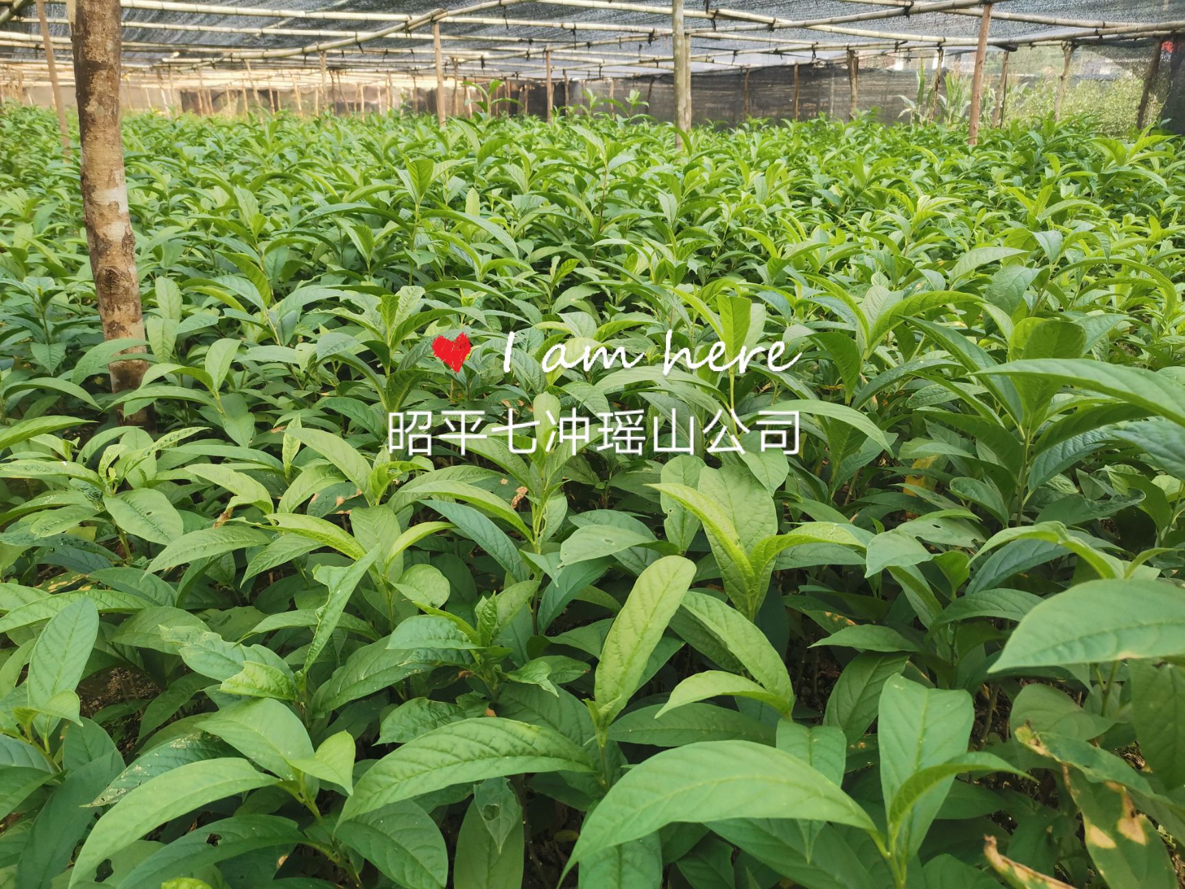 黄花倒水莲种苗 供应黄花倒水莲苗，观音串苗，倒吊黄，农户直销