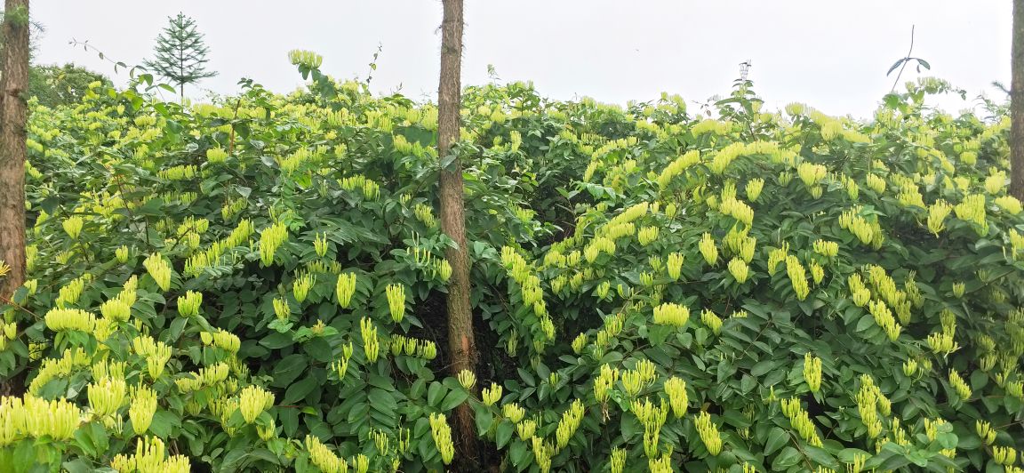湘蕾一号金银花苗  湘蕾系列金银花苗木