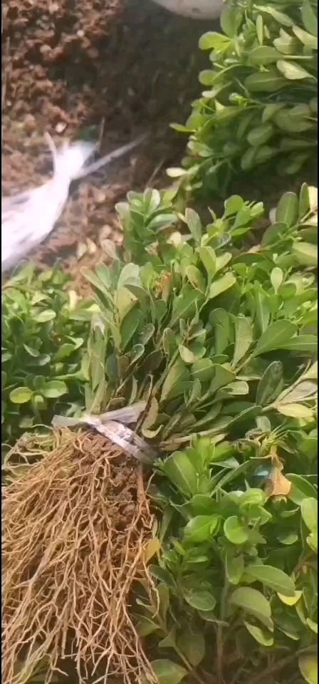 沭阳县黄杨，瓜子黄杨，小叶黄杨。