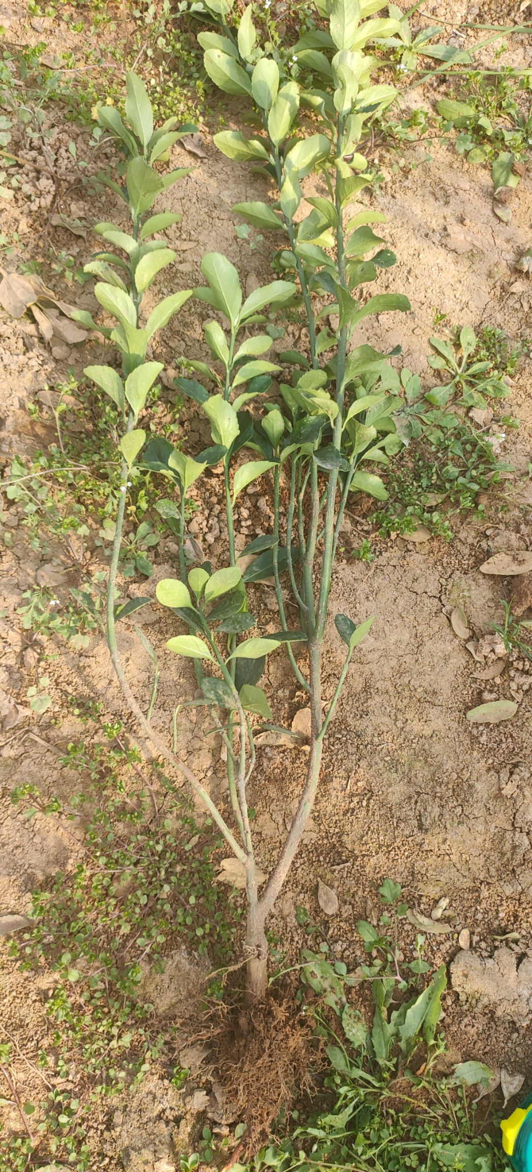 大叶黄杨，基地直销