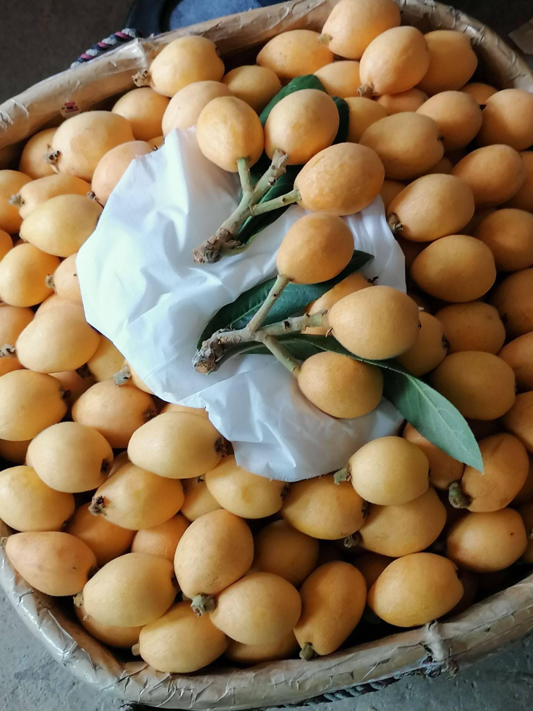 大五星枇杷   莆田早钟枇杷上市，欢迎商超联系！