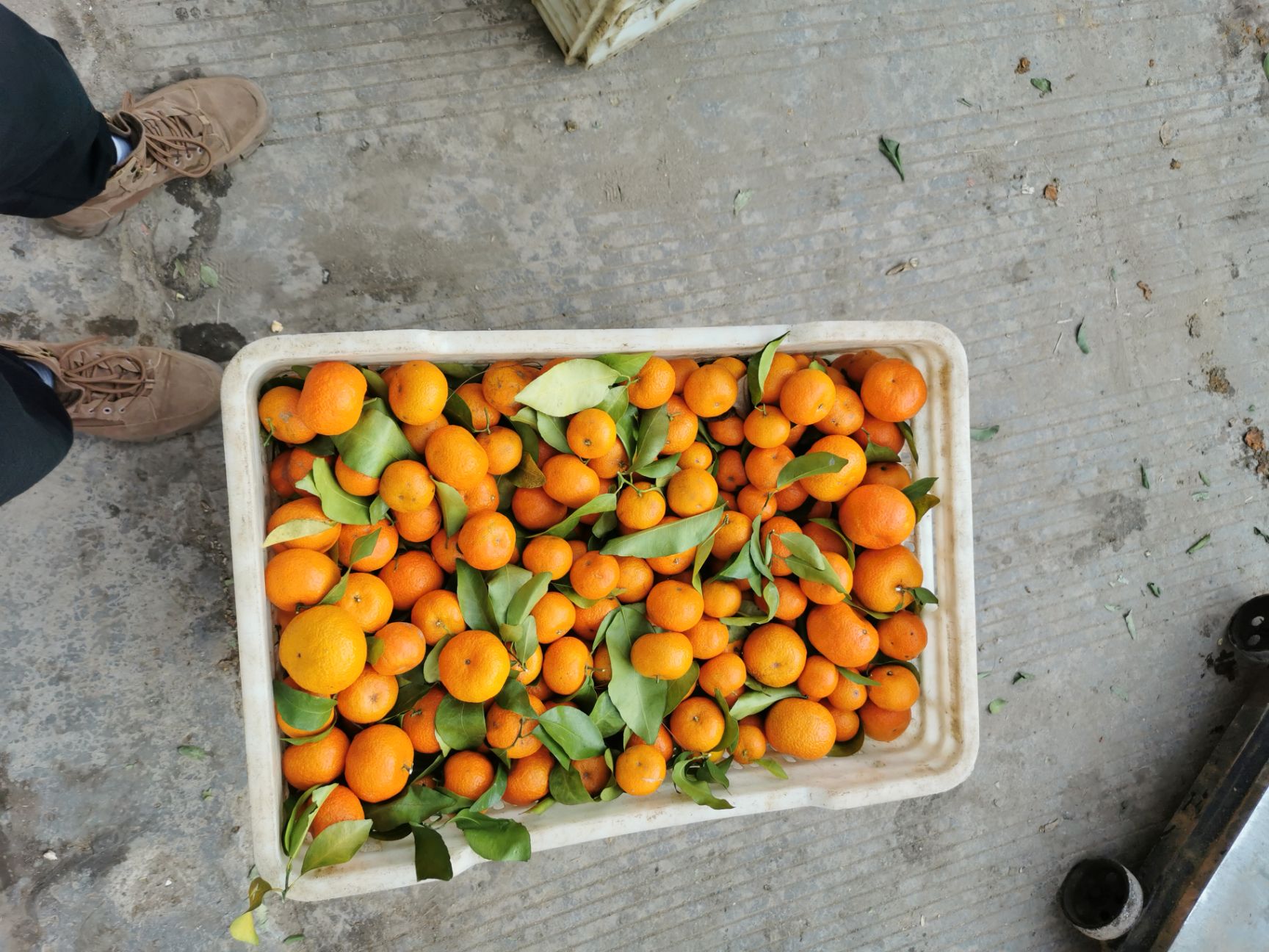 沙糖桔  大量供应砂糖橘 代收各类百家果