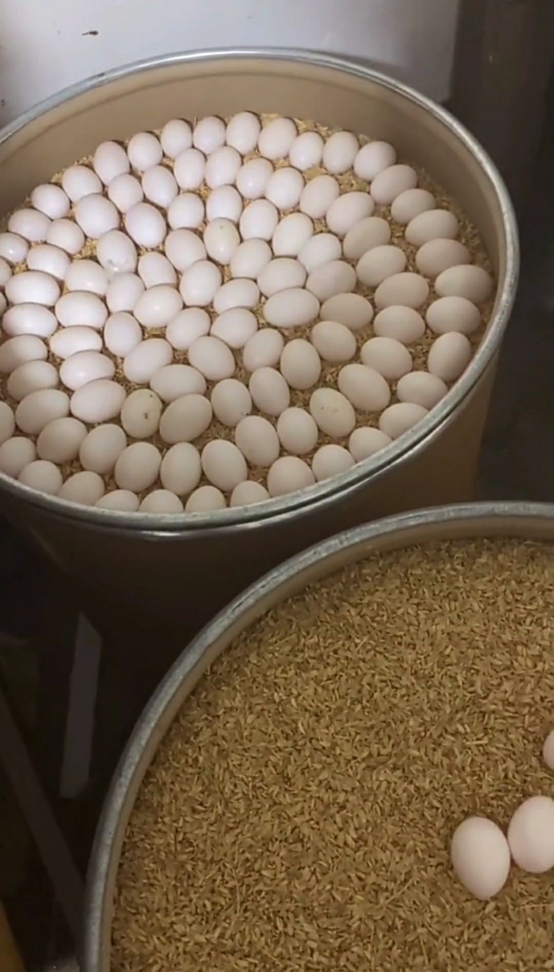 鸽子蛋 新鲜农家原粮现货供应保证新鲜货源稳定常年供应