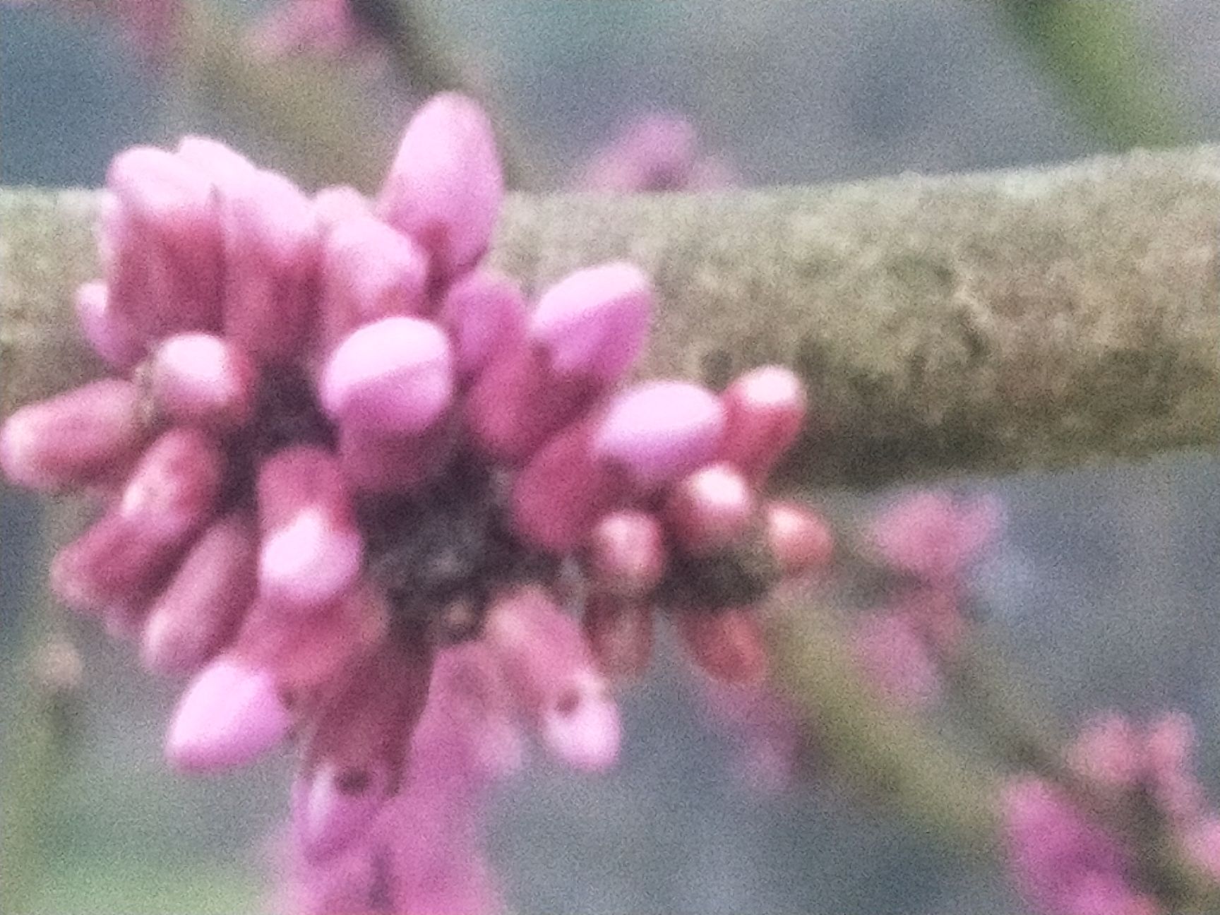 丛生紫荆 紫荆花。有十万株有需要的请联系订购价格从优