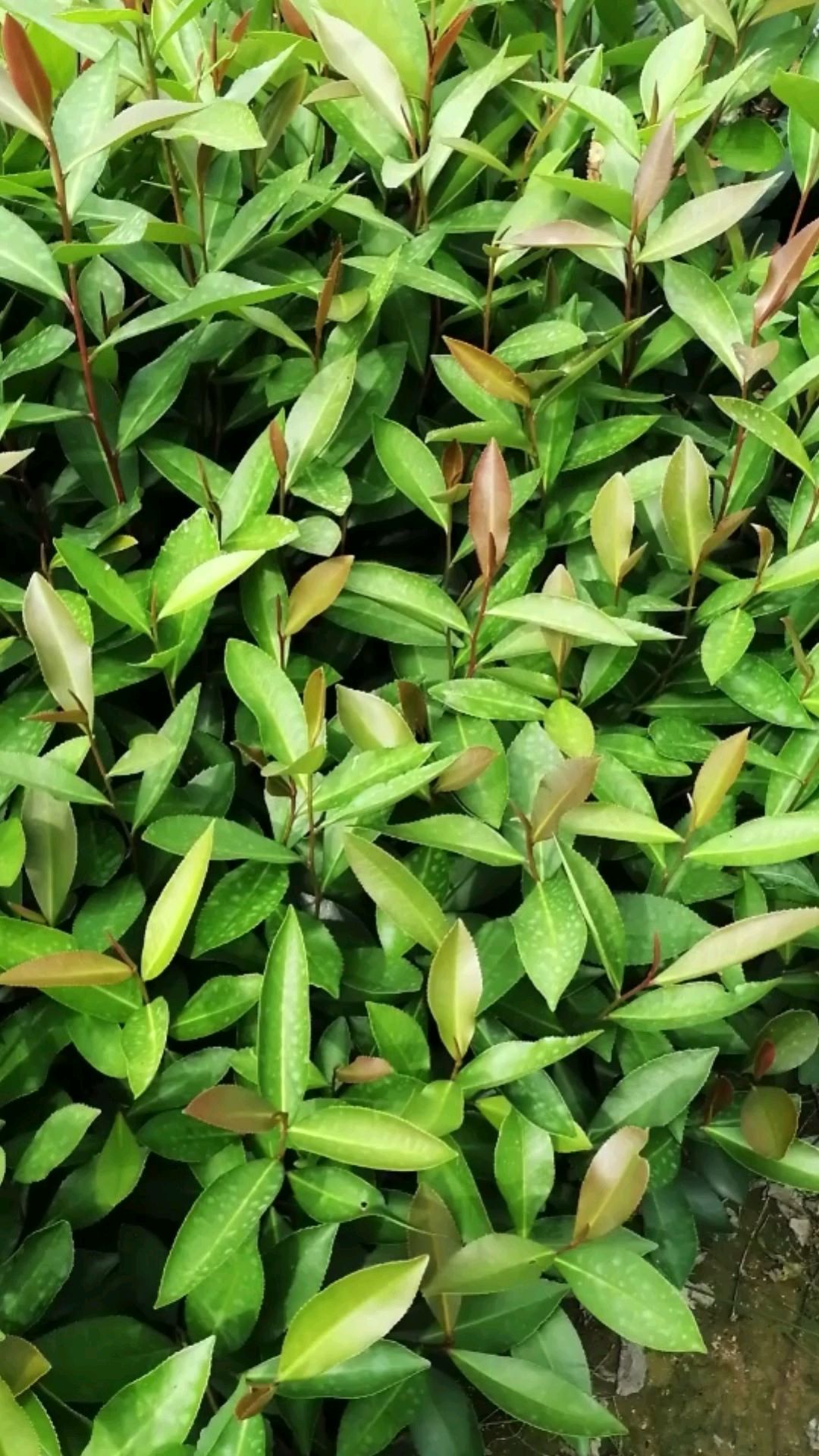 大头茶树  大头茶